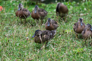 Adult female mallard duck and ducklings play about in and around a typical English pond during a wet summers day.