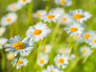 Chamomile on grass background on a sunny summer day