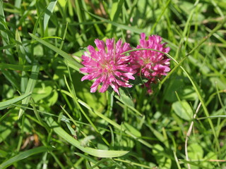 Summer flowers in bloom