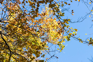 Fall natural background, copy space image