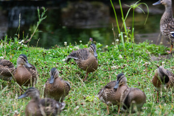 Adult female mallard duck and ducklings play about in and around a typical English pond during a wet summers day.