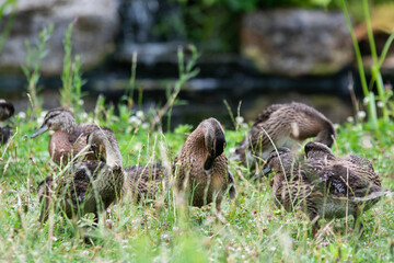 Adult female mallard duck and ducklings play about in and around a typical English pond during a wet summers day.