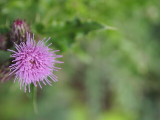 Summer flowers in bloom