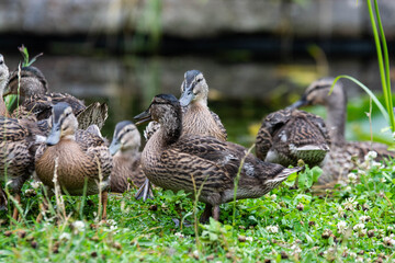 Adult female mallard duck and ducklings play about in and around a typical English pond during a wet summers day.