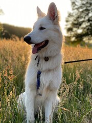 A white Shepherd