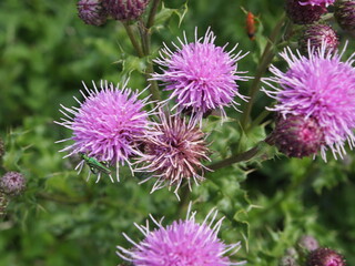 Summer flowers in bloom