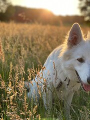 A white Shepherd