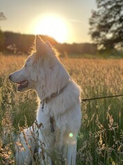 A white Shepherd