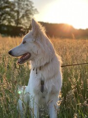 A white Shepherd