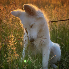 A white Shepherd