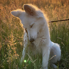 A white Shepherd