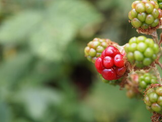 summer berries