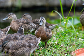 Adult female mallard duck and ducklings play about in and around a typical English pond during a wet summers day.