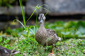Adult female mallard duck and ducklings play about in and around a typical English pond during a wet summers day.