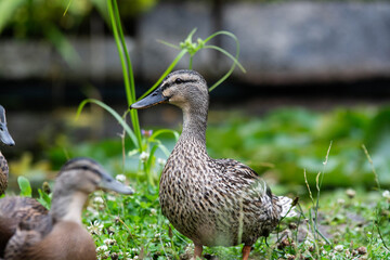 Adult female mallard duck and ducklings play about in and around a typical English pond during a wet summers day.