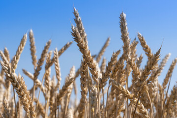 Weath cereal field in Serbia in the summer