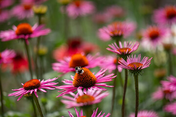 purple coneflowers (echinacea) in full bloom with a harvesting bumblebee