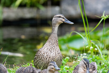 Adult female mallard duck and ducklings play about in and around a typical English pond during a wet summers day.