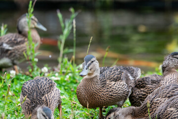 Adult female mallard duck and ducklings play about in and around a typical English pond during a wet summers day.