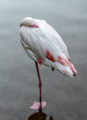 pink Flamingo standing on one leg in the water resting with its beak under its wing