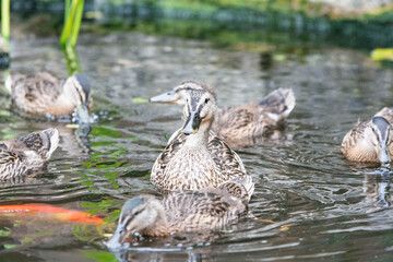 Adult female mallard duck and ducklings play about in and around a typical English pond during a wet summers day.