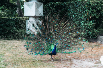Obraz premium Blue peacock with bright colored tail 