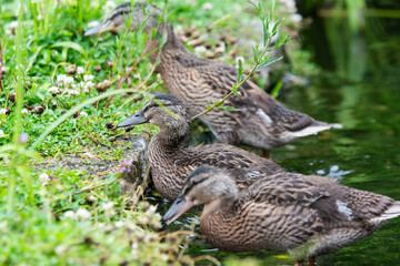 Adult female mallard duck and ducklings play about in and around a typical English pond during a wet summers day.