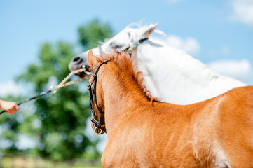 Cute little foal of pony on horse show.
