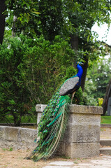  Blue peacock with bright colored tail in a green park © Elena
