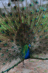 Obraz premium Blue peacock with bright colored tail 