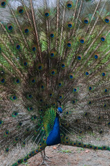 Obraz premium Blue peacock with bright colored tail 