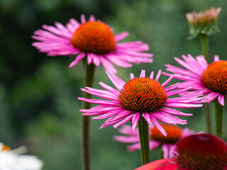 Fototapeta premium red and purple coneflowers (echinacea) in full bloom