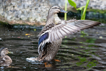 Adult female mallard duck and ducklings play about in and around a typical English pond during a wet summers day.