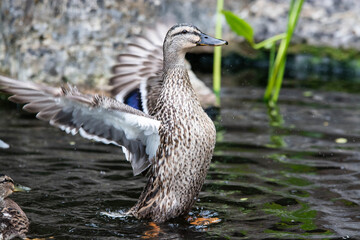 Adult female mallard duck and ducklings play about in and around a typical English pond during a wet summers day.