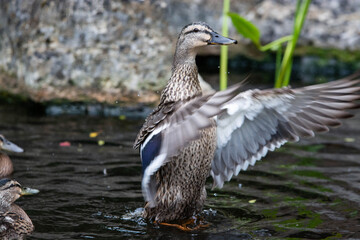 Adult female mallard duck and ducklings play about in and around a typical English pond during a wet summers day.