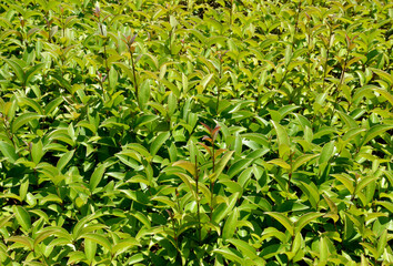 green leaves background