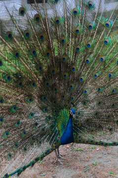  Blue peacock with bright colored tail 