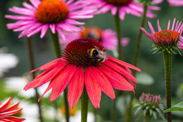 close-up of a harvesting bumblebee on a purple coneflower (echinacea) in full bloom