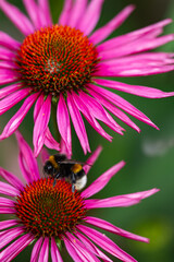 close-up of a harvesting bumblebee on two purple coneflowers (echinacea) in full bloom
