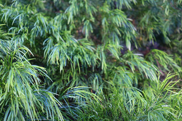 green foliage of australian acacia