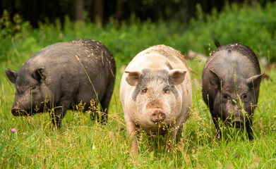 Three fat pigs are walking on thick green grass.