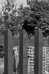 statue of liberty in paris