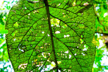 tropical green leaf eaten by ants in the rainforest in brazil