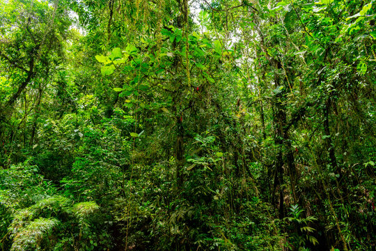 green rainforest background