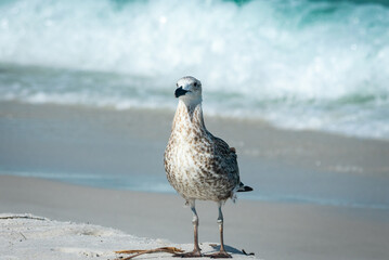 tropical seagull on the beach in brazil