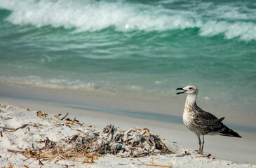 seagull on the beach