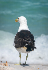 seagull on the beach. larus dominicanus