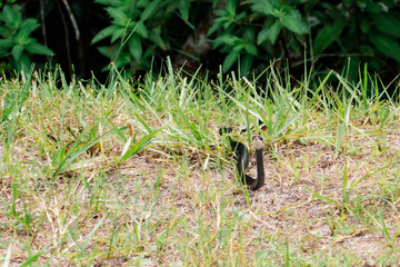 poisonous snake in the grass