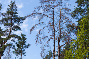 dead dry tree in park, among another green pine trees.