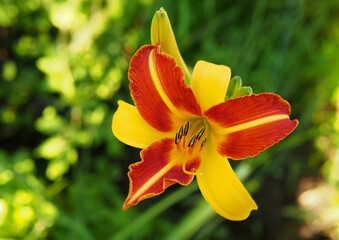 Obraz premium Bright flower on a natural green background